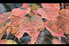 台灣紅榨楓-紅葉29.jpg