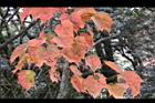 台灣紅榨楓-紅葉30.jpg