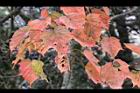 台灣紅榨楓-紅葉32.jpg