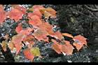 台灣紅榨楓-紅葉34.jpg