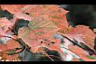 台灣紅榨楓-紅葉35.jpg