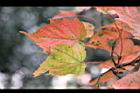 台灣紅榨楓-紅葉36.jpg