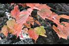 台灣紅榨楓-紅葉37.jpg