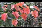 台灣紅榨楓-紅葉38.jpg