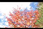 台灣紅榨楓-紅葉41.JPG