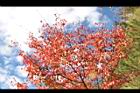 台灣紅榨楓-紅葉42.JPG