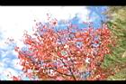 台灣紅榨楓-紅葉43.JPG