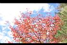 台灣紅榨楓-紅葉44.JPG
