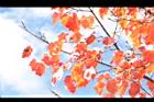 台灣紅榨楓-紅葉45.JPG