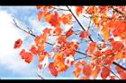 台灣紅榨楓-紅葉46.JPG
