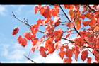 台灣紅榨楓-紅葉47.JPG