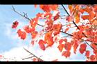 台灣紅榨楓-紅葉48.JPG