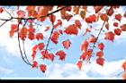 台灣紅榨楓-紅葉49.JPG