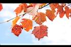 台灣紅榨楓-紅葉50.JPG