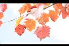 台灣紅榨楓-紅葉51.JPG