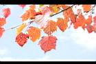 台灣紅榨楓-紅葉52.JPG
