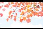 台灣紅榨楓-紅葉53.JPG