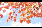 台灣紅榨楓-紅葉54.JPG