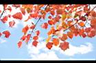 台灣紅榨楓-紅葉55.JPG