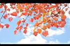 台灣紅榨楓-紅葉56.JPG