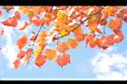 台灣紅榨楓-紅葉57.JPG