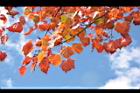 台灣紅榨楓-紅葉58.JPG