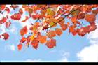 台灣紅榨楓-紅葉59.JPG