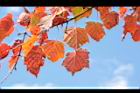 台灣紅榨楓-紅葉60.JPG