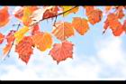台灣紅榨楓-紅葉61.JPG
