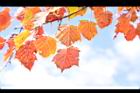 台灣紅榨楓-紅葉62.JPG