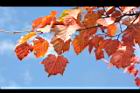 台灣紅榨楓-紅葉63.JPG