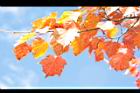 台灣紅榨楓-紅葉64.JPG