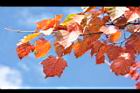 台灣紅榨楓-紅葉65.JPG