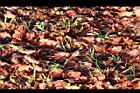 台灣紅榨楓-落葉02.jpg