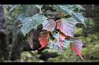 台灣紅榨楓-葉19.jpg