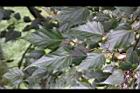 台灣紅榨楓-葉22.jpg