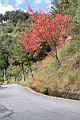 台灣紅榨楓03.JPG