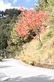 台灣紅榨楓05.JPG