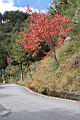 台灣紅榨楓06.JPG