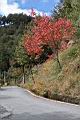 台灣紅榨楓07.JPG