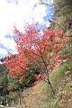 台灣紅榨楓08.JPG