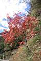 台灣紅榨楓09.JPG