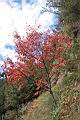 台灣紅榨楓10.JPG