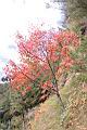 台灣紅榨楓11.JPG
