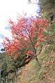 台灣紅榨楓12.JPG