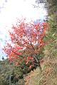 台灣紅榨楓13.JPG