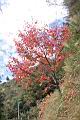 台灣紅榨楓14.JPG