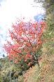 台灣紅榨楓15.JPG
