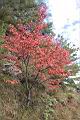 台灣紅榨楓16.JPG