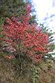 台灣紅榨楓17.JPG